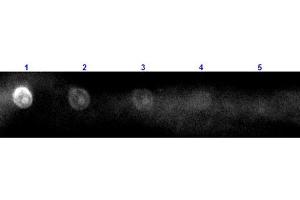 Dot Blot results of Rabbit Anti-Sheep IgG Antibody Rhodamine Conjugated. (Kaninchen anti-Schaf IgG (Heavy & Light Chain) Antikörper (TRITC) - Preadsorbed)