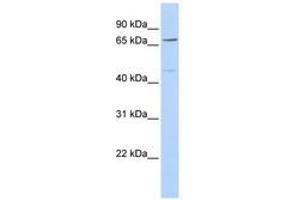 Image no. 1 for anti-Kelch-Like 15 (KLHL15) (C-Term) antibody (ABIN6741454) (KLHL15 Antikörper  (C-Term))