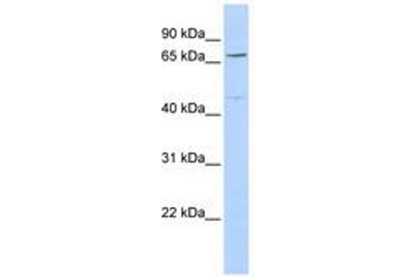 KLHL15 Antikörper  (C-Term)