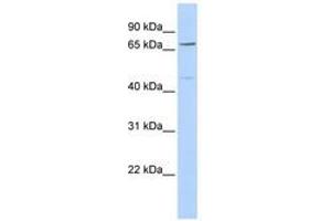 KLHL15 antibody  (C-Term)