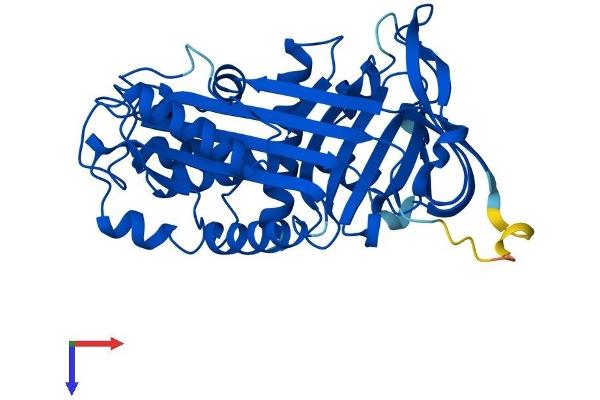SERPINB5 Protein (AA 1-375) (His tag)