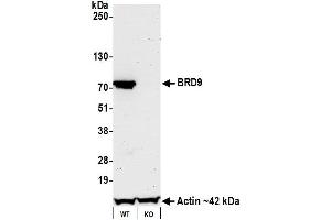 Western Blotting (WB) image for anti-Bromodomain Containing 9 (BRD9) (AA 547-597) antibody (ABIN7455162)