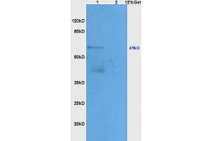 Lane 1: mouse heart lysates Lane 2: mouse kidney lysates probed with Anti APOA4 Polyclonal Antibody, Unconjugated (ABIN749153) at 1:200 in 4 °C. (APOA4 Antikörper  (AA 21-120))