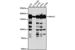 Western blot analysis of extracts of various cell lines, using WDHD1 antibody. (WDHD1 Antikörper)