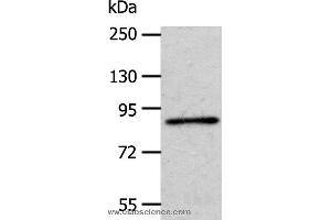 Western blot analysis of A172 cell, using APPL1 Polyclonal Antibody at dilution of 1:600 (APPL1 Antikörper)