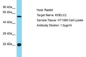 Host: Rabbit Target Name: KDELC2 Sample Type: HT1080 Whole Cell lysates Antibody Dilution: 1. (KDELC2 Antikörper  (C-Term))