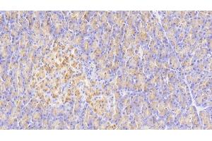 Detection of ELA3A in Human Pancreas Tissue using Polyclonal Antibody to Elastase 3A (ELA3A) (Elastase 3A Antikörper  (AA 16-270))