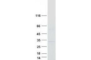 Validation with Western Blot (C11orf85 Protein (Myc-DYKDDDDK Tag))