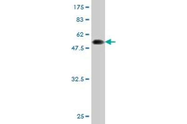 LIM Domain Binding 3 Protein Antikörper  (AA 1-283)