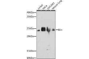 Western blot analysis of extracts of various cell lines, using Bim antibody (ABIN7265862) at 1:1000 dilution. (BIM Antikörper)