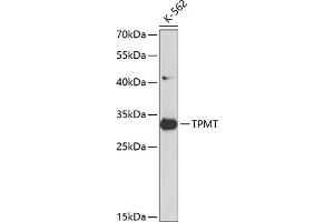 Western blot analysis of extracts of K562 cells, using TPMT antibody (ABIN3021278, ABIN3021279, ABIN3021280 and ABIN6214327) at 1:1000 dilution.
