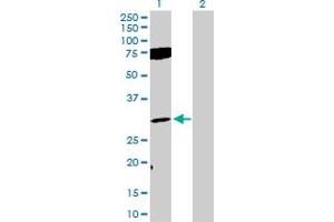Western Blot analysis of FGF12 expression in transfected 293T cell line by FGF12 MaxPab polyclonal antibody. (FGF12 Antikörper  (AA 1-243))