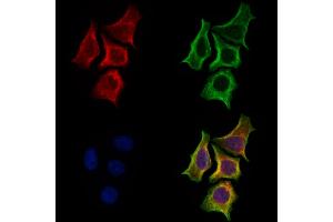 ABIN7094805 and ABIN7098856 staining Hela cells by IF/ICC. (MCT3 Antikörper  (C-Term))