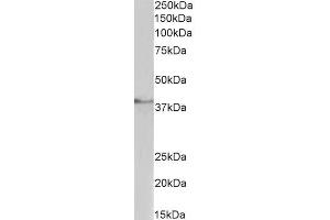ABIN987280 (1µg/ml) staining of Pig Testis lysate (35µg protein in RIPA buffer). (TBP Antikörper  (AA 39-50))