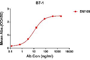 ELISA plate pre-coated by 2 μg/mL (100 μL/well) Human B7-1 protein, hFc tagged protein ((ABIN6961158, ABIN7042345 and ABIN7042346)) can bind Rabbit anti-B7-1 monoclonal antibody(clone: DM109) in a linear range of 0. (CD80 Antikörper  (AA 35-242))