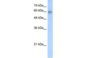 Western Blotting (WB) image for anti-REST Corepressor 2 (Rcor2) antibody (ABIN2461019) (Rcor2 Antikörper)