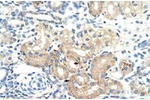 Immunohistochemical staining (Formalin-fixed paraffin-embedded sections) of human kidney with DLAT polyclonal antibody  at 4-8 ug/mL working concentration. (DLAT Antikörper  (N-Term))