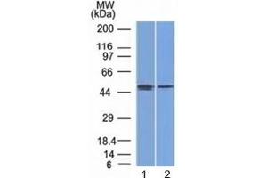 Western blot testing of human 1) MCF7 (breast) and 2) PC3 (prostate) cell lysate with FOXA1 antibody (clone FOXA1/1512). (FOXA1 Antikörper  (AA 372-472))