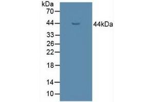 Figure. (UGCG Antikörper  (AA 39-171))