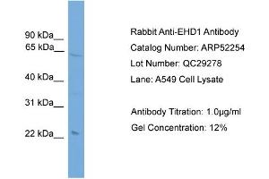 WB Suggested Anti-EHD1  Antibody Titration: 0. (EHD1 Antikörper  (Middle Region))