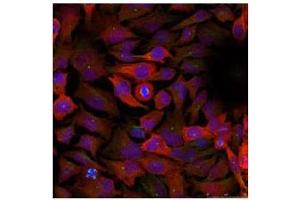 Image no. 3 for anti-Cyclin-Dependent Kinase 1 (CDK1) (Tyr15) antibody (ABIN197482)