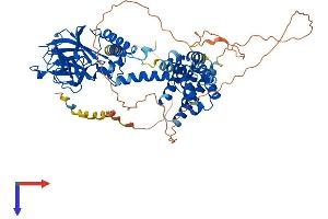 Importin 9 Protein (IPO9) (AA 1-653) (His tag)