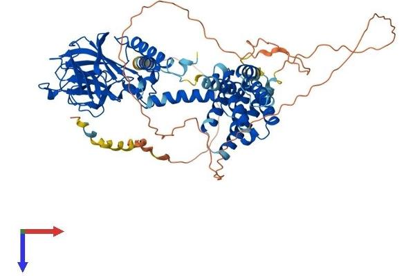 Importin 9 Protein (IPO9) (AA 1-653) (His tag)
