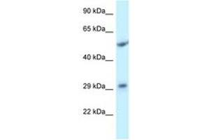 Image no. 1 for anti-Integral Membrane Protein 2C (ITM2C) (AA 101-150) antibody (ABIN6747730) (ITM2C Antikörper  (AA 101-150))
