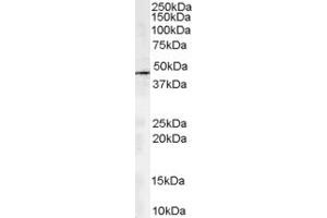ABIN185219 staining (2µg/ml) of human kidney lysate (RIPA buffer, 35µg total protein per lane). (ACTR1A Antikörper  (C-Term))