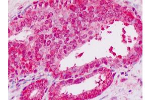 Anti-STAT2 antibody IHC staining of human prostate. (STAT2 Antikörper  (C-Term))