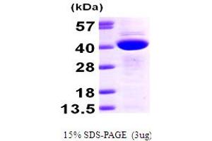 SDS-PAGE (SDS) image for Calcium Binding Protein 39 (CAB39) (AA 1-341) protein (His tag) (ABIN667796) (CAB39 Protein (AA 1-341) (His tag))