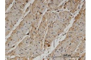 Image no. 2 for anti-Pantothenate Kinase 4 (PANK4) (AA 673-773) antibody (ABIN599572) (PANK4 Antikörper  (AA 673-773))