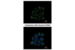 Immunofluorescence (IF) image for anti-Leucine Zipper-EF-Hand Containing Transmembrane Protein 1 (LETM1) (C-Term) antibody (ABIN2856867)