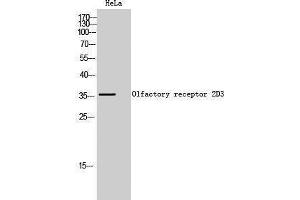 Western Blotting (WB) image for anti-Olfactory Receptor, Family 2, Subfamily D, Member 3 (OR2D3) (C-Term) antibody (ABIN3186058) (OR2D3 Antikörper  (C-Term))