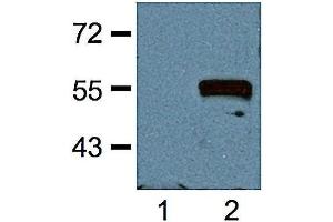 1:1000 (1 ug/ml) antibody dilution probed against HEK 293 cells transfected with Myc-tagged protein vector; unstransfected (1) and transfected (2).