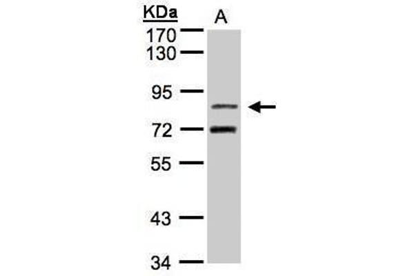 TLE2 Antikörper  (C-Term)