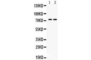 Western blot analysis of ZBTB7A expression in mouse kidney extract (lane 1) and NIH3T3 whole cell lysates (lane 2). (ZBTB7A Antikörper  (N-Term))