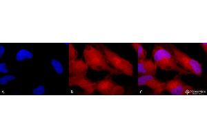 Immunocytochemistry/Immunofluorescence analysis using Rabbit Anti-Erk1/2 Polyclonal Antibody . (ERK1 Antikörper  (Atto 390))