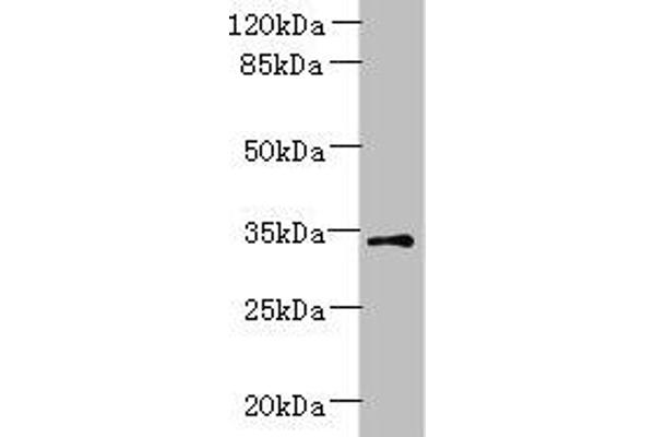 ZDHHC3 anticorps  (AA 94-171)