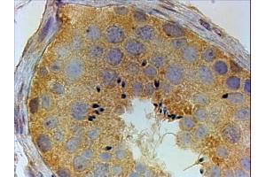 ABIN190916 (4µg/ml) staining of paraffin embedded Human Testis. (PIWIL1 Antikörper  (Internal Region))