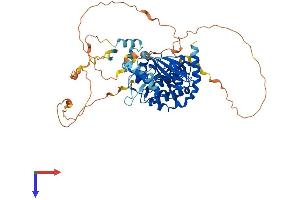 AlphaFold protein structure predicition of Human Recombinant PAK3 Protein, UniprotID O75914 (PAK3 Protein (PAK3) (AA 1-559) (His tag))