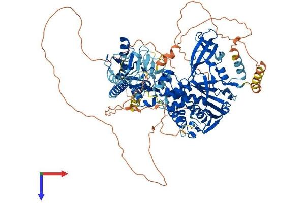USP20 Protein (AA 1-914) (His tag)