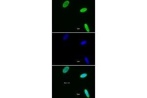 Histone H3 dimethyl Lys9 antibody tested by immunofluorescence. (Histone 3 Antikörper  (H3K9me2))