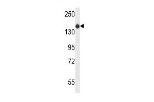 XIRP1 Antibody (C-term) (ABIN657535 and ABIN2846553) western blot analysis in NCI- cell line lysates (35 μg/lane). (XIRP1 Antikörper  (C-Term))