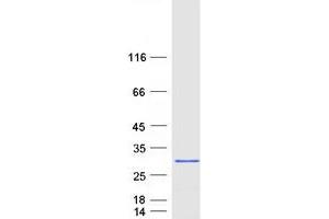 Western Blotting (WB) image for DIRAS Family, GTP-Binding RAS-Like 1 (DIRAS1) protein (Myc-DYKDDDDK Tag) (ABIN2719496)