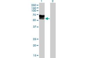Western Blot analysis of C3orf39 expression in transfected 293T cell line by C3orf39 MaxPab polyclonal antibody. (C3orf39 Antikörper  (AA 1-580))