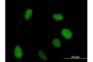 Immunofluorescence of purified MaxPab antibody to VGLL1 on HeLa cell.