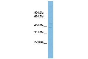 Western Blotting (WB) image for anti-Purinergic Receptor P2X, Ligand-Gated Ion Channel, 6 (P2RX6) (N-Term) antibody (ABIN633650)