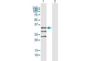 Western Blot analysis of MOGAT1 expression in transfected 293T cell line by MOGAT1 MaxPab polyclonal antibody. (MOGAT1 Antikörper  (AA 1-334))
