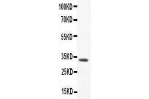 Anti-CCL3 Picoband antibody,  All lanes: Anti-CCL3 at 0. (CCL3 Antikörper  (AA 24-92))